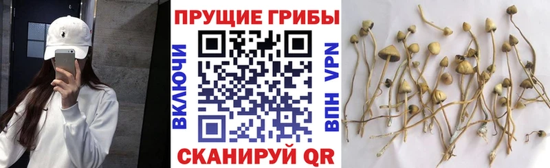 Купить закладки  Фёдоровский  Галлюциногенные грибы MAGIC MUSHROOMS 